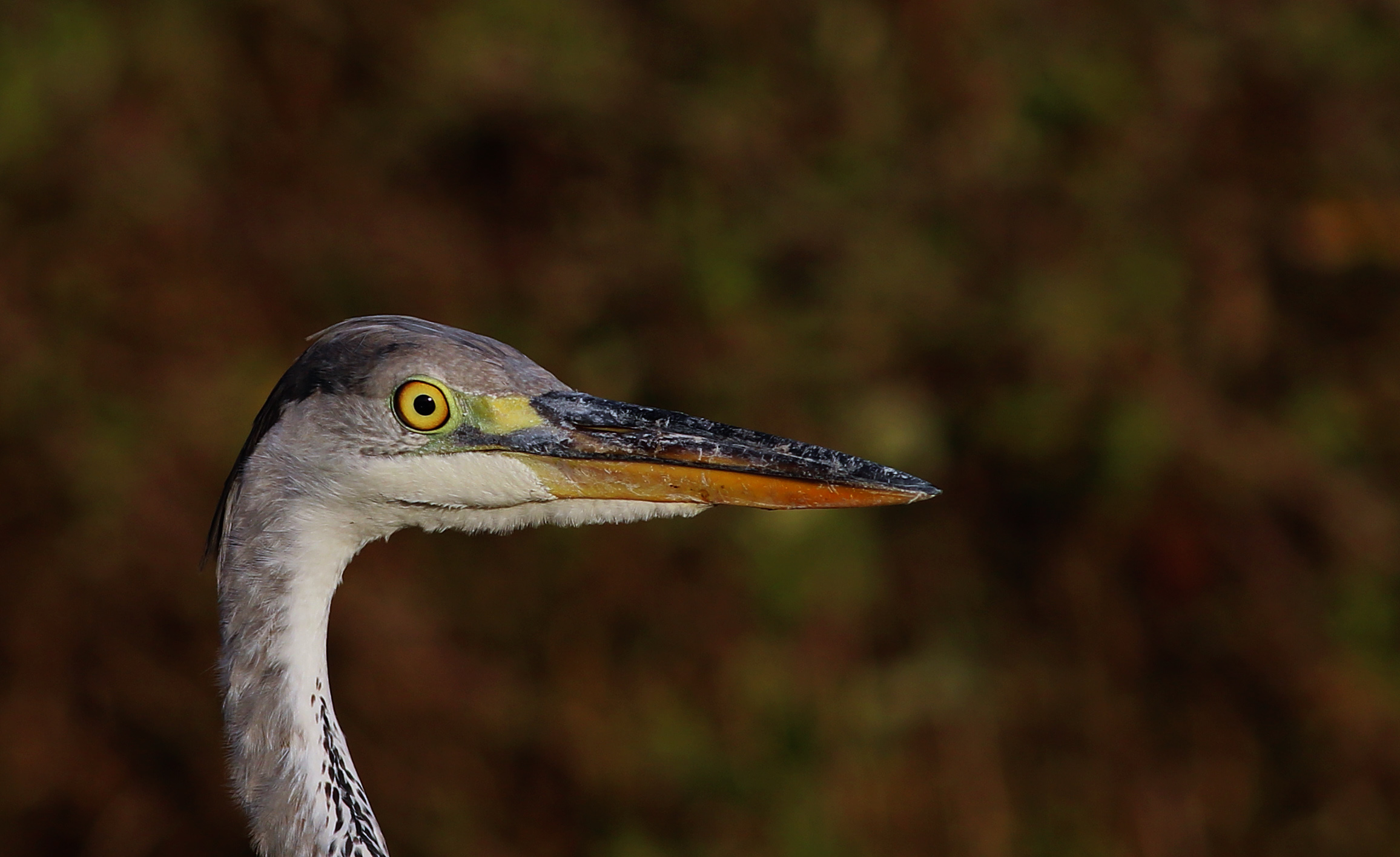 Gray Heron